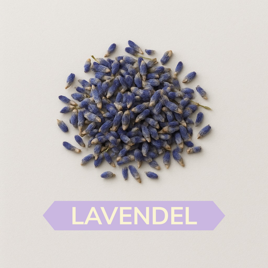 Lavendel